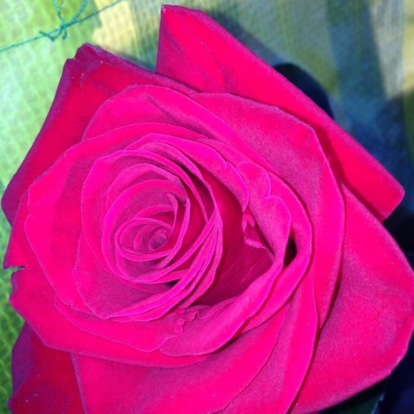 Meet your Posher, Terrie - Picture 1 of 1